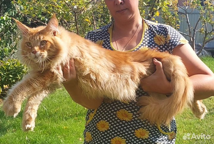 Молодой котик Чемпион