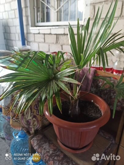 Пальма юкка