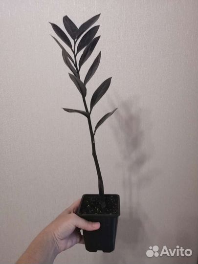 Замиокулькас черный Равен (бронь)