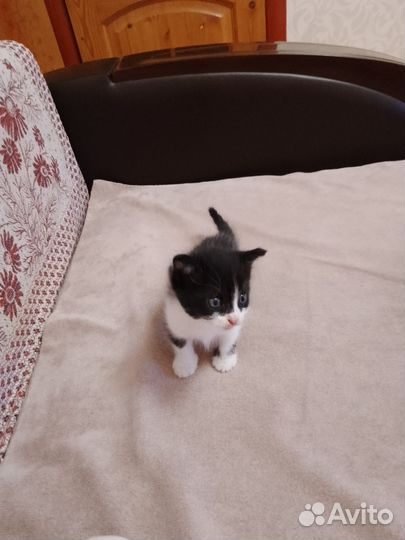 Котенок мальчик бесплатно