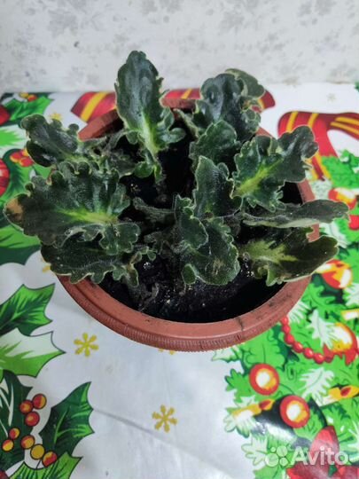 Фиалка в горшках