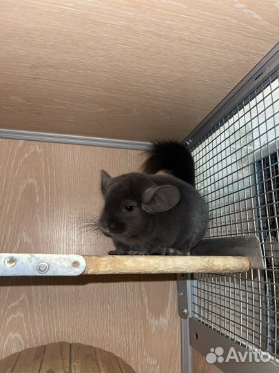 Шиншилла фио-эбони самец