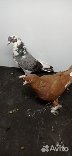 Продажа голубей