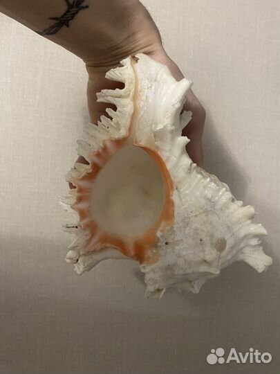 Декоративная ракушка