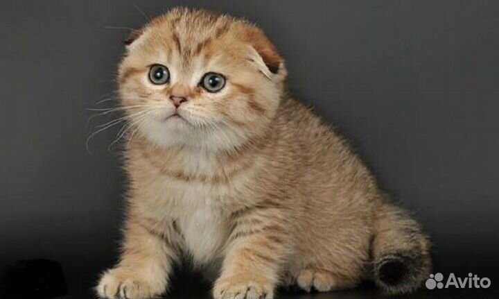 Золотые шиншилята