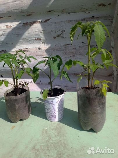 Рассада: помидоры, огурцы, перец