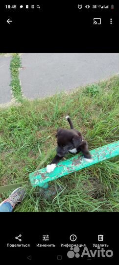 Отдам бесплатно