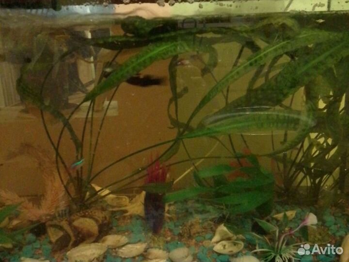 Аквариум