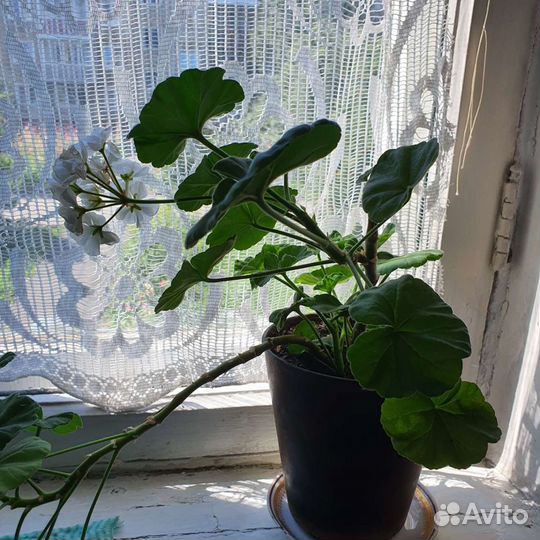 Комнатные растения цветы