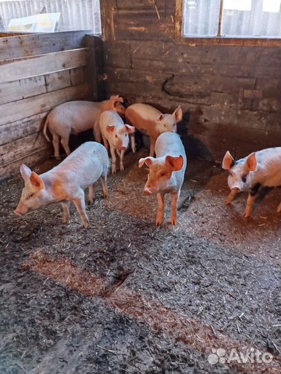 Поросята