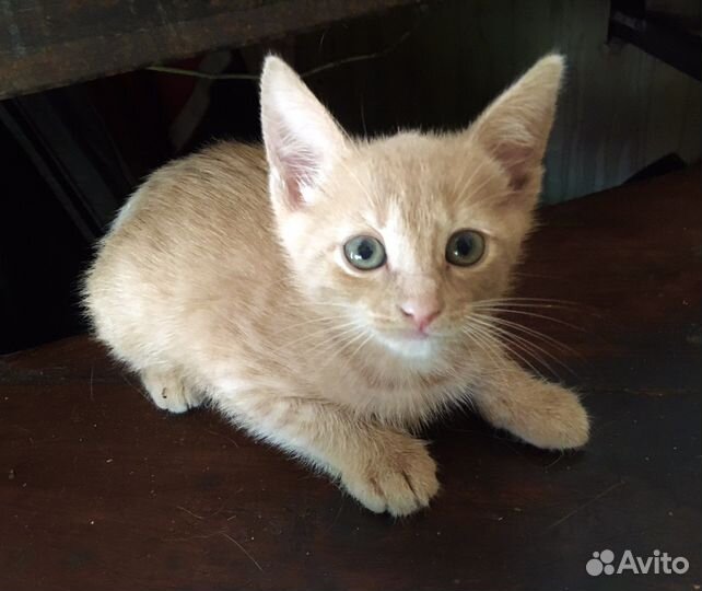 Отдаю котят-мальчиков