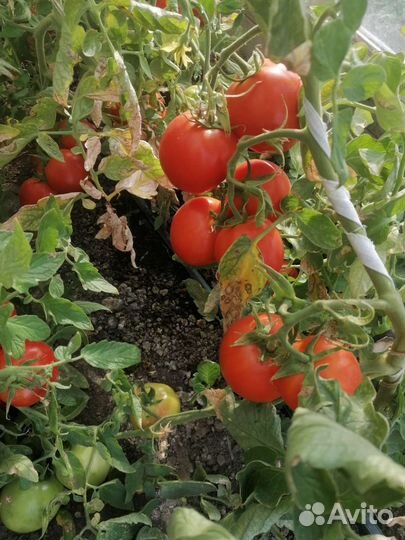 Помидоры свежие домашние