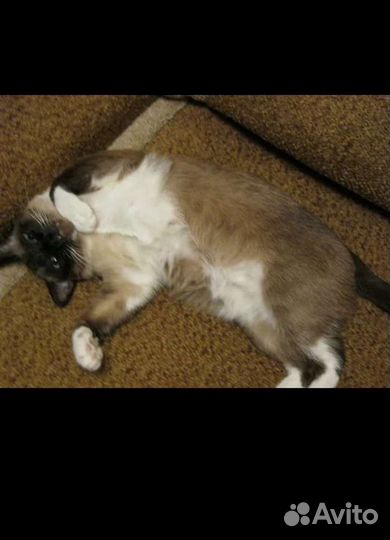 Возьму кота или кошечку напередержку