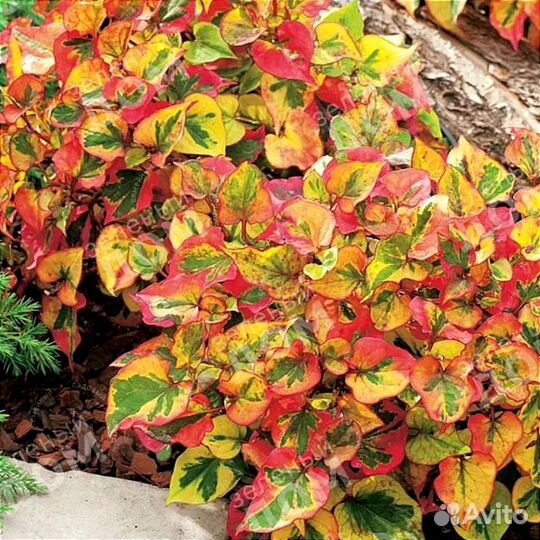 Хаутюнья сердцевидная вариегатная