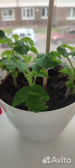 Рассада помидор балконный