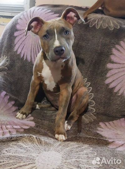 Девочка Питбуль