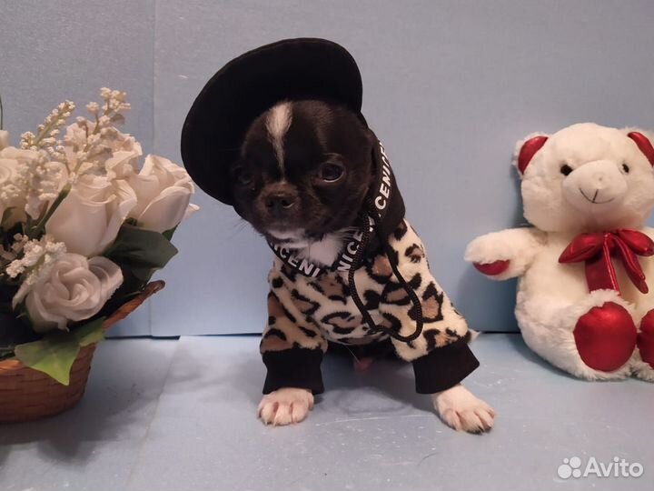 Миниатюрный мальчик чихуахуа