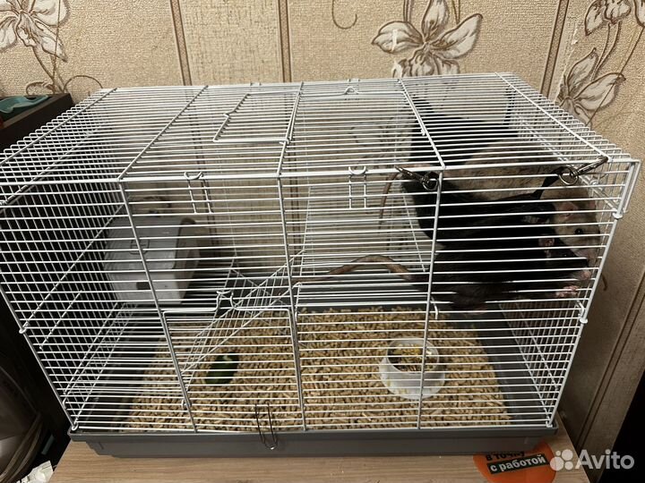 Крысы с клеткой