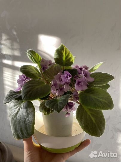 Фиалки цветущие в горшке