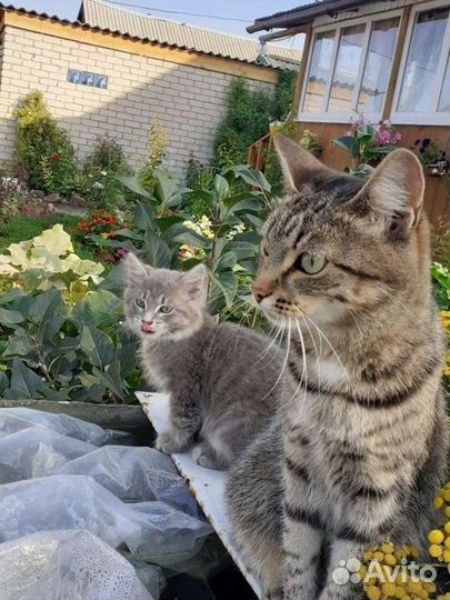 Кошка в дар