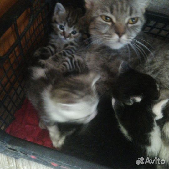 Котята в добрые руки бесплатно