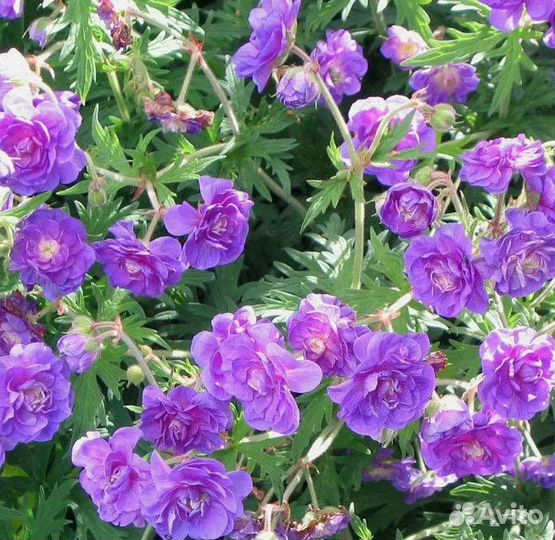 Многолетники для сада