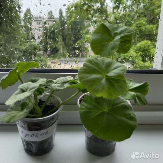 Пеларгония герань сортовая