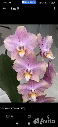 Орхидея фаленопсис
