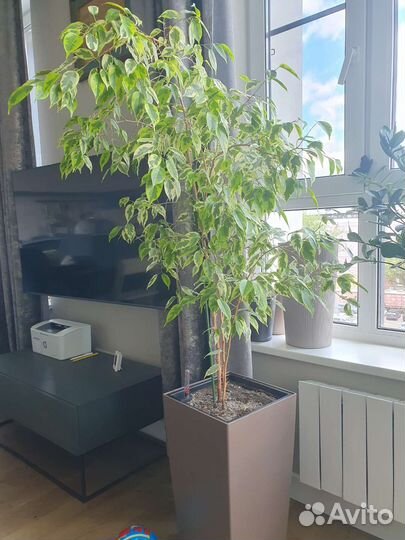 Фикус комнатный цветок