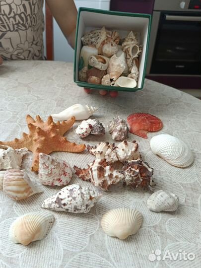 Морские ракушки