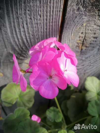 Пеларгония герань