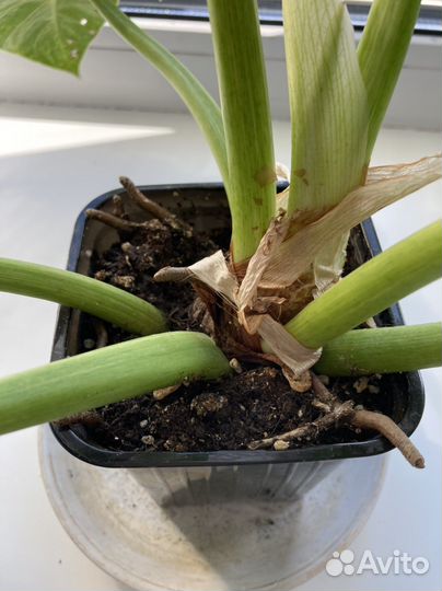 Филадендрон гигантум варигатный