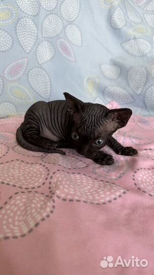 Канадский сфинкс