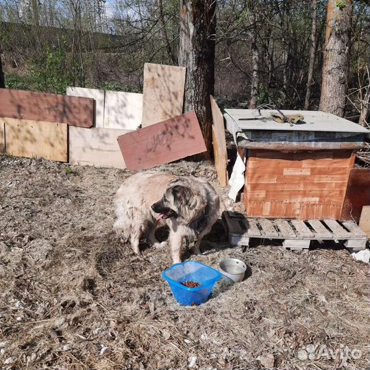 Собака ищет новый дом