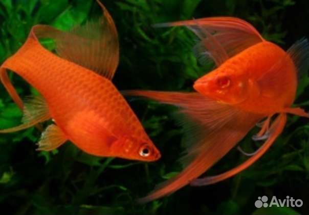 Аквариумные рыбки и растения для ценителей