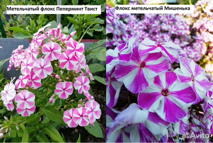 Флоксы метельчатые разных сортов. Часть VI