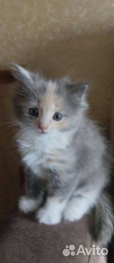 Кошка в дар