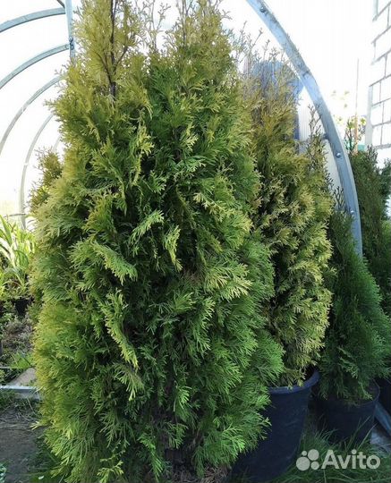 Сосна экстра из своего питомника. Предзаказ