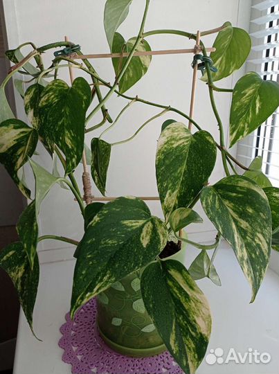 Сциндапсус золотистый