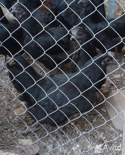 Инкубационные яйцо Ухей Илюй и Леггорн