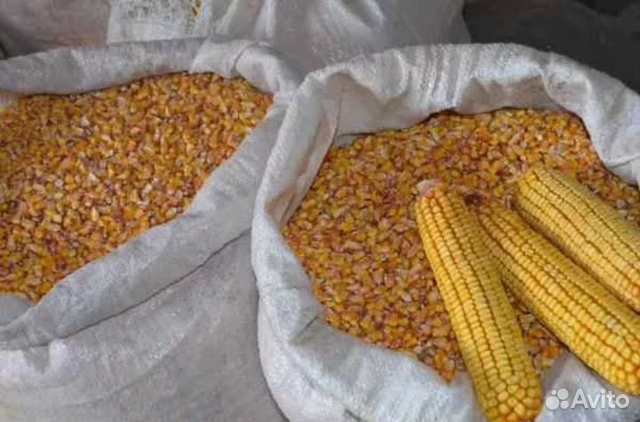 Кукуруза самосушка