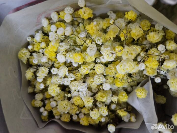 Гипсофила радужная оптом и в розницу