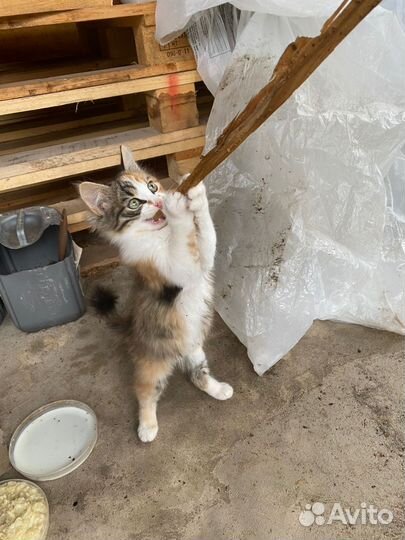 Кошка в дар