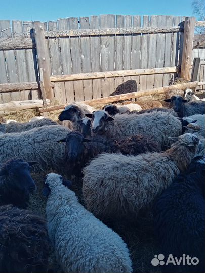 Овцы бараны