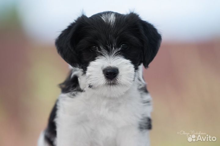 Джек рассел терьер