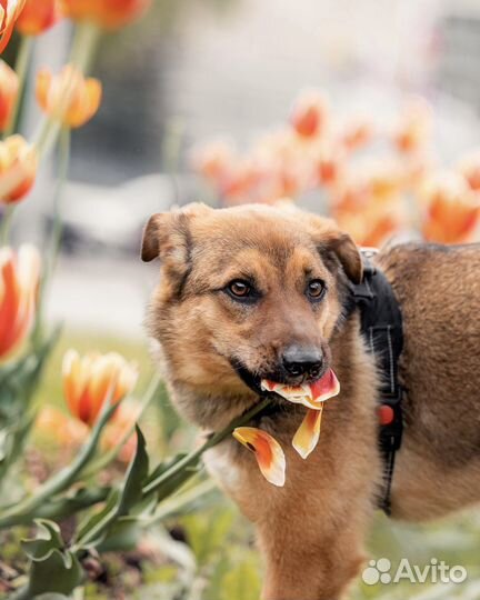 Маленькая собака в добрые руки