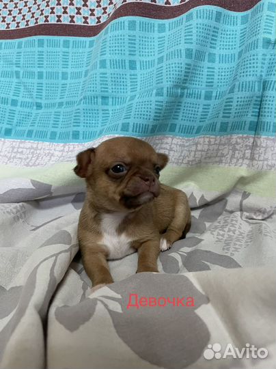 Щенки чихуахуа