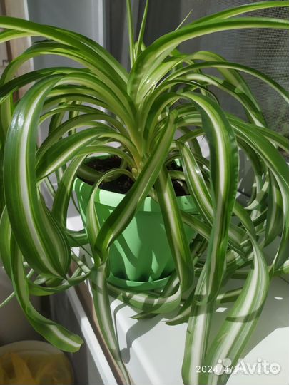 Хлорофитум