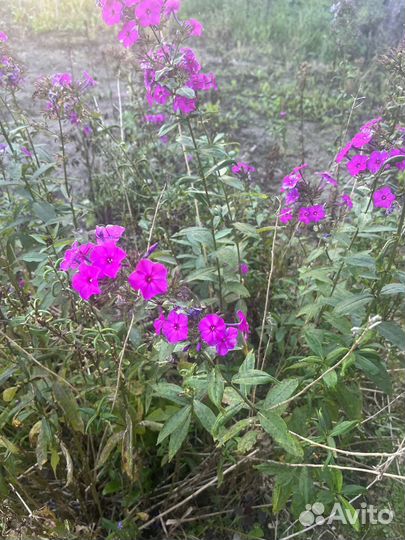 Флоксы многолетние