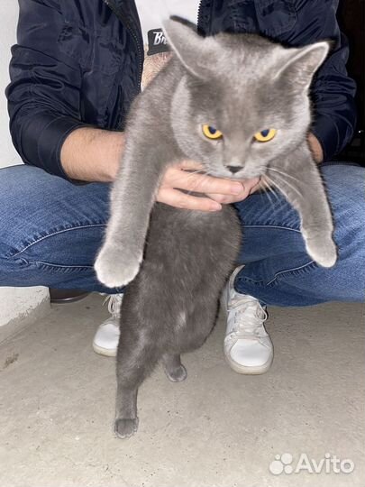 Британская